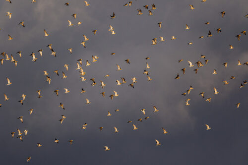 Golden Plovers in flight against a stormy sky. South Yorkshire, Peak District National Park. During Winter plovers form large flocks which fly in tight formation.