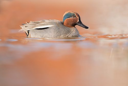 Teal drake, in late afternoon sunshine. Here the reflected background matched the reddish head of the teal perfectly. This image was taken on a small pond in a busy park. Being surrounded by so many people meant the birds were very habituated and provided some great opportunities. Over the winter months I spent some time with a group of Teal that appeared on a duck pond. Although there is a small breeding population of native teal, many of the birds seen in winter journey here from around the Baltic and Siberia.
