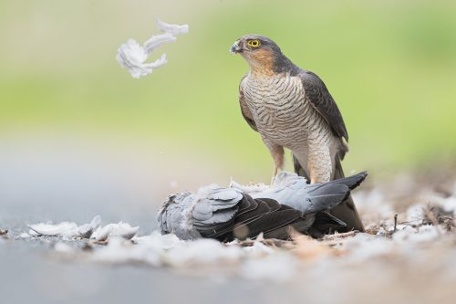 Male sparrowhawk pulling feathers out of a fresh kill, Peak District National Park. I was driving down a quiet country lane when I saw the sparrowhawk standing over a fresh kill, this large wood pigeon. I slowly rolled closer and painstakingly edged the car door open. Inching out of the drivers seat, I crawled to lie underneath using the door as cover. Not bothered by me at all he continued to tuck in and I was able to photograph it for 20 minutes before another car came along and I had to back away to let them pass. One of the most amazing wildlife experiences I have had to date and something I wouldn't have seen if I hadn't chosen to take that route! 