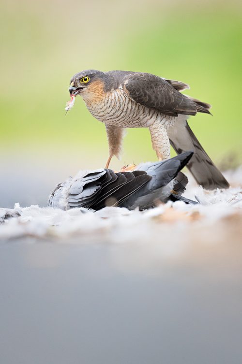 Male sparrowhawk tearing into a fresh kill, Peak District National Park. I was driving down a quiet country lane when I saw the sparrowhawk standing over a fresh kill, this large wood pigeon. I slowly rolled closer and painstakingly edged the car door open. Inching out of the drivers seat, I crawled to lie underneath using the door as cover. Not bothered by me at all he continued to tuck in and I was able to photograph it for 20 minutes before another car came along and I had to back away to let them pass. One of the most amazing wildlife experiences I have had to date and something I wouldn't have seen if I hadn't chosen to take that route!