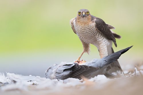 Male sparrowhawk with a fresh kill, Peak District National Park. I was driving down a quiet country lane when I saw the sparrowhawk standing over a fresh kill, this large wood pigeon. I slowly rolled closer and painstakingly edged the car door open. Inching out of the drivers seat, I crawled to lie underneath using the door as cover. Not bothered by me at all he continued to tuck in and I was able to photograph it for 20 minutes before another car came along and I had to back away to let them pass. One of the most amazing wildlife experiences I have had to date and something I wouldn't have seen if I hadn't chosen to take that route! 