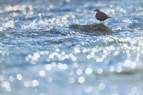 Dipper Habitat. Dipper shown in fast flowing stream, ideal habitat for these aquatic specialists. Peak District, Derbyshire, UK. The late evening sunshine created some fantastic backlighting and bokeh.