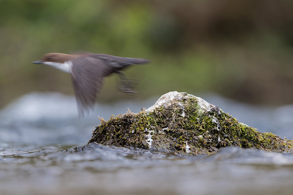 Dipper in Flight. Abstract image of a Dipper taking off from a mossy rock. I chose to use a slow shutter speed and blur the dipper, giving a sense of movement.