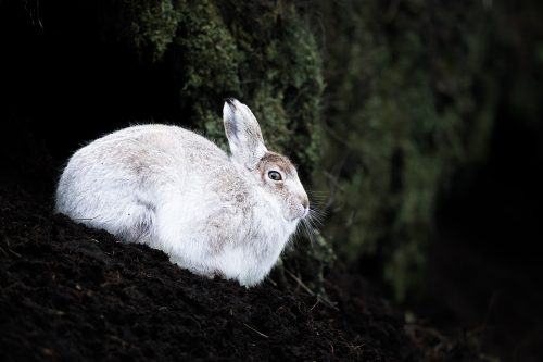 Mountain hare contrast. A mountain hares winter coat contrasting beautifully with the black of the peat groughs. Derbyshire, Peak District National Park.