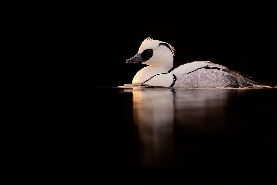 Striking male Smew backlit by the the last rays of afternoon light. Winter, UK. Smews visit Britain in small numbers over winter from the continent and are typically found on small inland lakes and rivers and along our extensive coastline.