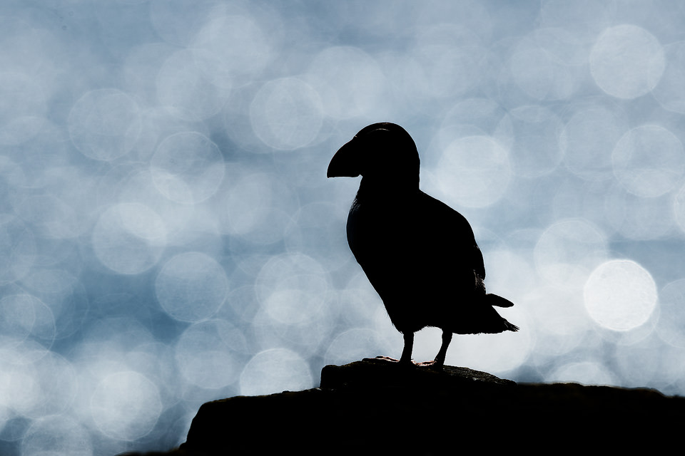 Puffin Silhouette. Distinctive shape of an Atlantic puffin silhouetted against the ocean with the glistening light creating a Bokeh. Farne Islands, UK.