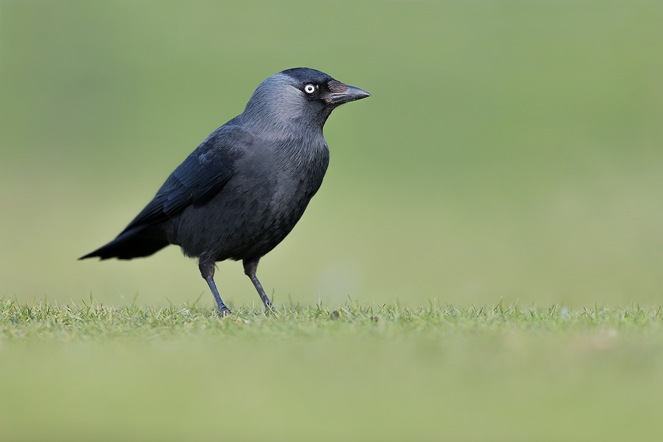 Simple portrait of a jackdaw on a fresh green background. Derbyshire, Peak District National Park.