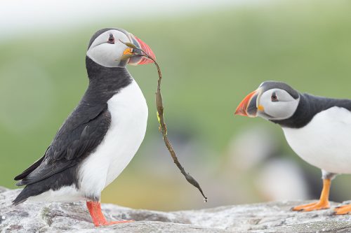 Atlantic puffin with a beak full of kelp, brought back as a gift for their mate to strengthen bonds. 