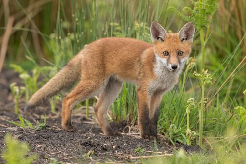 Red fox cub, Derbyshire, Peak District National Park. I haven't had very good luck photographing rural foxes over the years thanks to their secretive nature and heavy persecution. The times I have spent with them though have always been magical and will stay with me forever. 