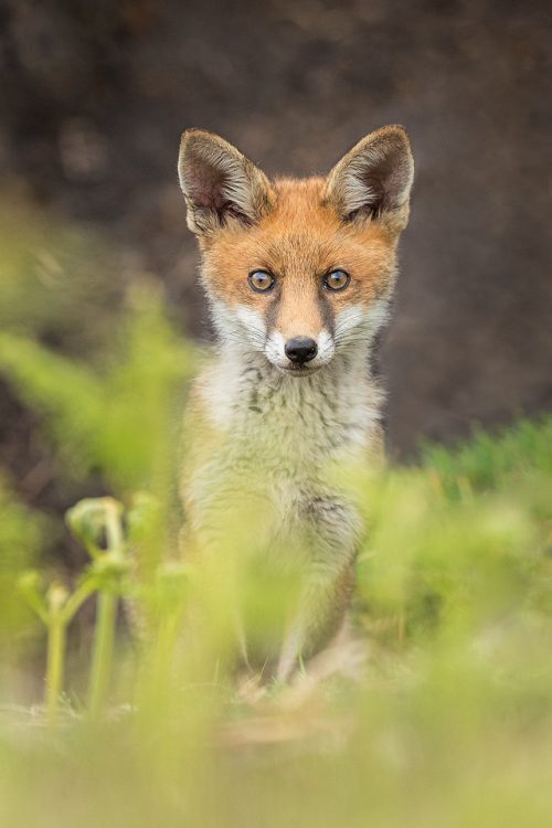 Alert Fox Cub, Derbyshire, Peak District National Park. I haven't had very good luck photographing rural foxes over the years thanks to their secretive nature and heavy persecution. The times I have spent with them though have always been magical and will stay with me forever. 