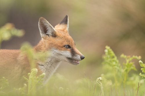 Fox cub, Derbyshire, Peak District National Park. I haven't had very good luck photographing rural foxes over the years thanks to their secretive nature and heavy persecution. The times I have spent with them though have always been magical and will stay with me forever. 