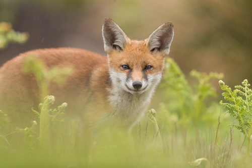 Grinning Fox Cub, Derbyshire, Peak District National Park. I haven't had very good luck photographing rural foxes over the years thanks to their secretive nature and heavy persecution. The times I have spent with them though have always been magical and will stay with me forever. Here one of the cubs came to investigate the strange clicking noise and gave me a big grin!