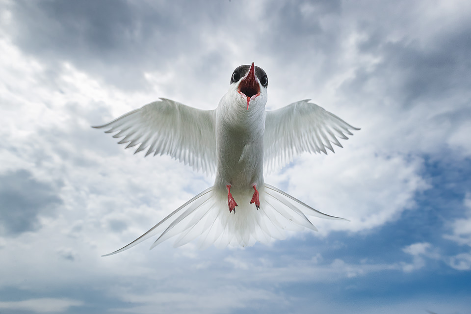 Dive bombing artic tern, Farne Islands, Northumberland. The terns on the island are fiercely defensive of their nest sites, attacking anyone who dares to walk by! Here I was able to use my wide angle lens at 16mm to show the tern against the blue cloudy sky. Although it may seem irresponsible to disturb the birds during the nesting season, the human presence on the island has actually meant much higher breeding success for the birds as it keeps the predators away.