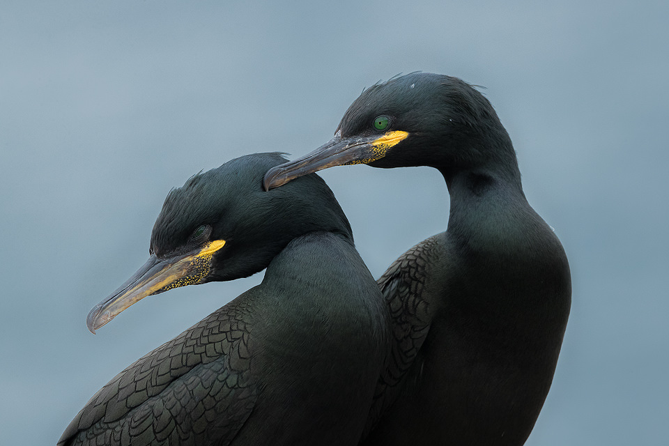 A tender moment between a pair of shags as they strengthen their bond. Nothumberland, UK. During the summertime around 150,000 breeding pairs of seabirds flock to the Farne Islands to nest. With such huge numbers crammed onto these tiny islands they are undoubtedly one of the best places in the UK to get close to sea birds. About Shags: Often confused with the much larger Cormorants, shags have emerald green eyes and dark green glossy plumage with a distinctive crest on the front of their heads. During the breeding season they flock to coastal sites where they gather in vast numbers.