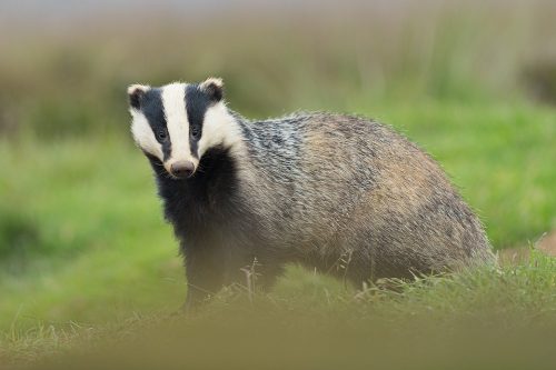Badger yearling. Derbyshire, Peak District National Park. This young badger always emerges first from the sett. He very quickly got used to my presence and the sound of the camera shutter. Eventually he became so confident he didn't react at all and continued to forage with his nose firmly pressed to the ground. No matter how much time I spend with badgers it's always an amazing experience and a real treat to have the trust of these elusive and shy animals. 