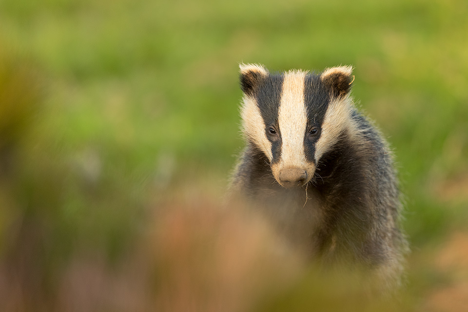 Badger cub Portrait. Derbyshire, Peak District NP. As cubs get older they tend to become more nocturnal but in late Spring and early Summer they’re still typically the first to emerge from the sett. This is often around 6-7pm which is ideal for photography as there’s still plenty of sunlight! Despite being incredibly shy and elusive, badgers are one of my favourite British species to photograph. 