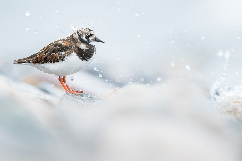 Turnstone on a rocky beach on the Northumberland coast, UK. I was watching this turnstone skittering along the beach when it suddenly paused on this rock to give me a quick look. Distracted by the strange human lying on the beach it got drenched by the incoming tide.
