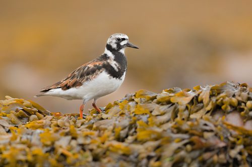 Turnstone pauses on a seaweed covered boulder, Northumberland coast, UK. I was watching this turnstone skittering along the beach when it suddenly paused on the seaweed to check me out.