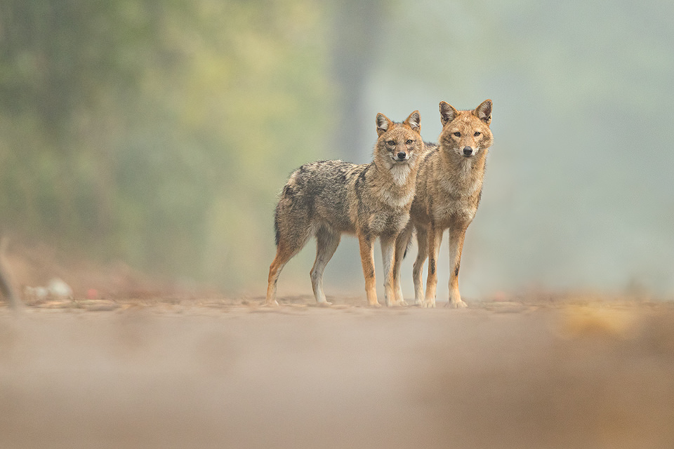 A pair of golden jackals giving me a cautious stare, New Delhi, India. These wolf like canids are incredibly wary and have been very difficult to photograph. However after lots of perseverance and a change in tactics I finally started to get some good results! These Indian Golden Jackals have adapted well to life in an urban environment, scavenging leftover bread and fruits brought for the monkeys and feral cows and pigs in Delhi's ridge forest. 
