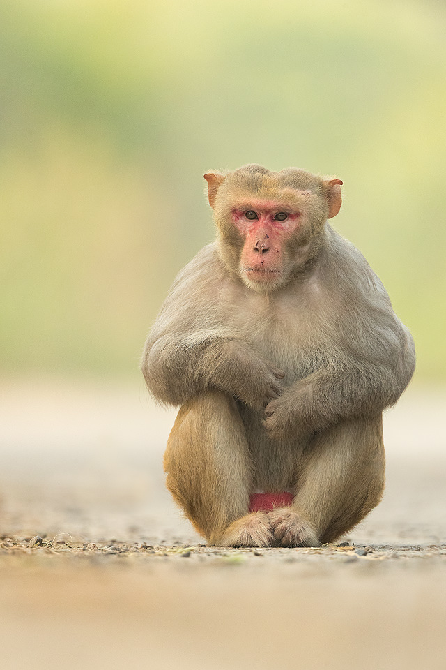 Dominant Male Rhesus Macaque, Ridge Forest, New Delhi, India. Rhesus Macaques inhabit many of New Delhi's many green spaces and have adapted incredibly well to urban life.