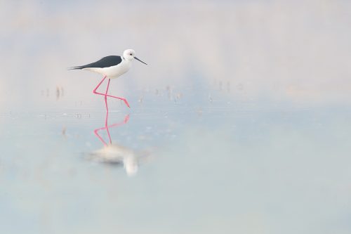 Black-winged stilt wading through a shallow pool, Sultanpur National Park, Haryana, India. Windless foggy days are notorious here in Northern India and although I would sometimes like a bit more light, it's perfect for capturing reflections and soft subtle colours. Just look at those legs! 