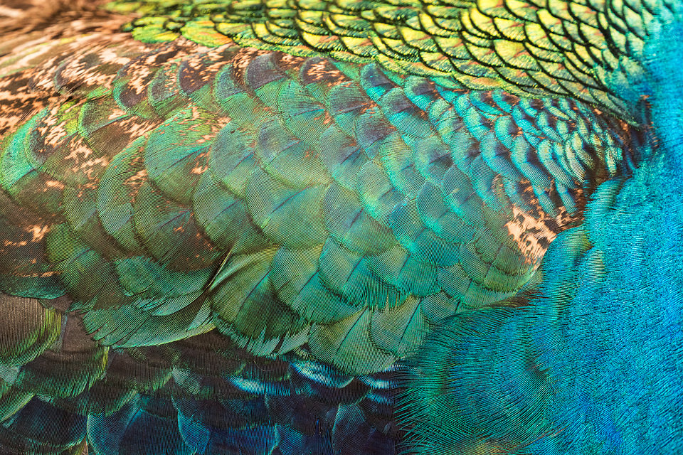 Peacock Feathers. Close up details of a stunning male peacocks plumage. Malaysia. 