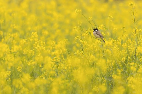 White-eared Bulbul in Mustard Field