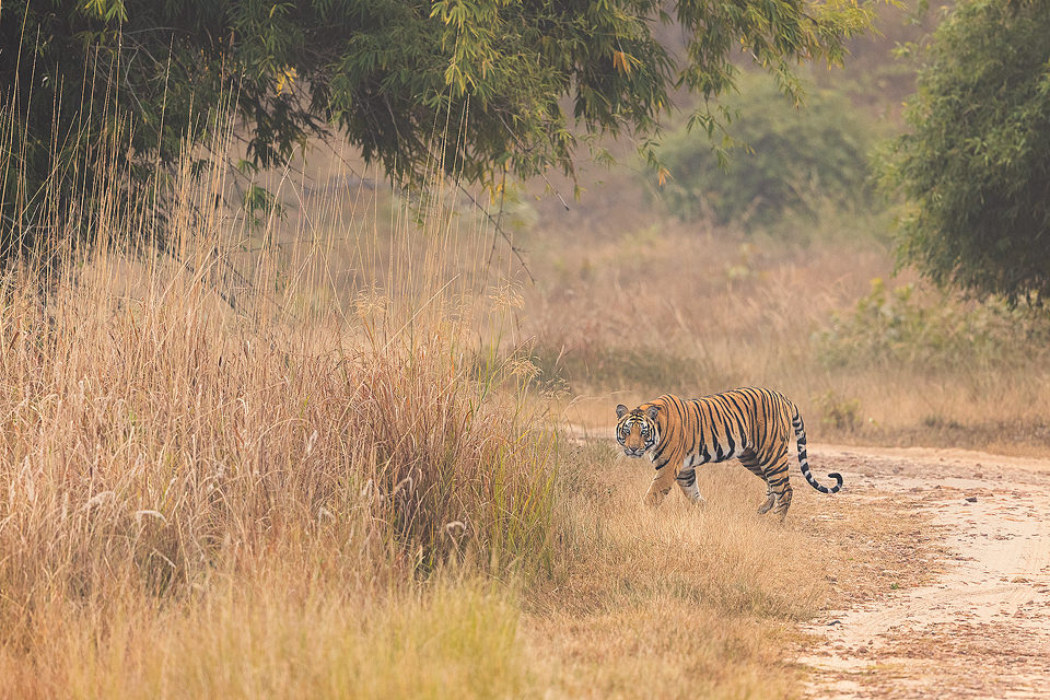 A young male tiger cautiously crosses the track and melts back into the long grass. Bandhavgarh National Park, Madhya Pradesh, India