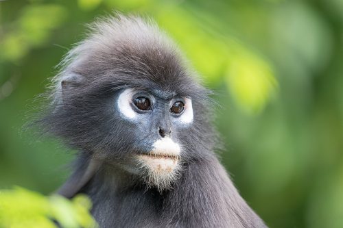 Dusky Leaf Monkey portrait, Langkawi, Malaysia. These adorable monkeys could be seen throughout the deep jungle surrounding our hotel, and would often venture into the grounds of the hotel in search of food.