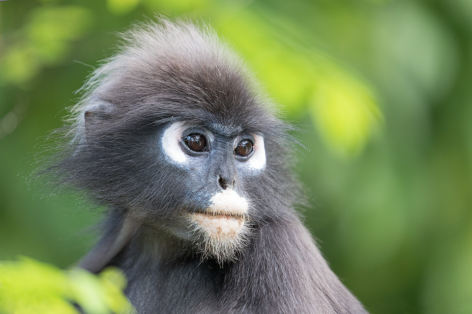 Dusky Leaf Monkey portrait, Langkawi, Malaysia. These adorable monkeys could be seen throughout the deep jungle surrounding our hotel, and would often venture into the grounds of the hotel in search of food.