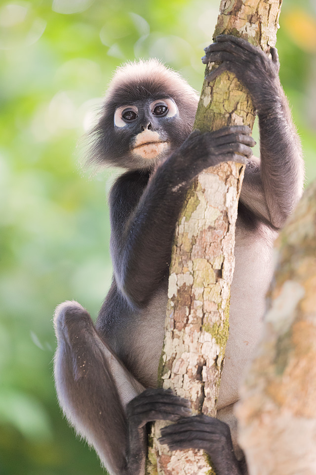 Dusky Leaf Monkey climbing a tree, Langkawi, Malaysia. These adorable monkeys could be seen throughout the deep jungle surrounding our hotel, and would often venture into the grounds of the hotel in search of food.