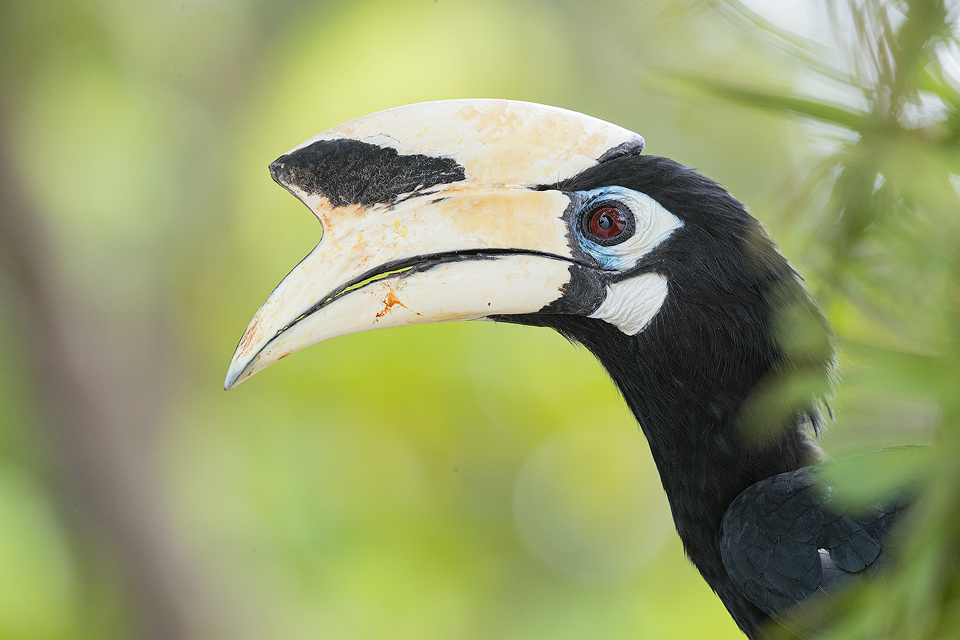 Male Oriental pied hornbill close up. Langkawi, Malaysia. These stunning birds are the smallest and most widespread of the hornbills, being found in tropical rainforest throughout Asia. The hornbill's diet consists mainly of fruit but they will also eat insects, crustaceans, small reptiles, mammals and small birds.