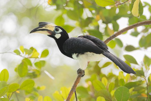 Oriental pied hornbill, Langkawi, Malaysia. These stunning birds are the smallest and most widespread of the hornbills, being found in tropical rainforest throughout Asia. The hornbill's diet consists mainly of fruit but they will also eat insects, crustaceans, small reptiles, mammals and small birds.