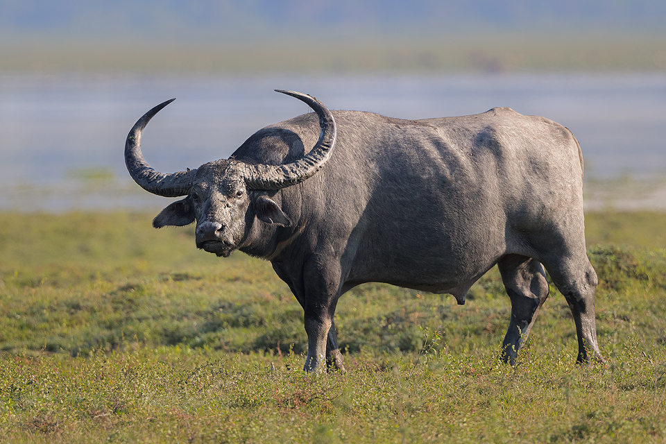 A huge Wild Water Buffalo Bull in the open plains of Kaziranga National Park, Assam, India.
