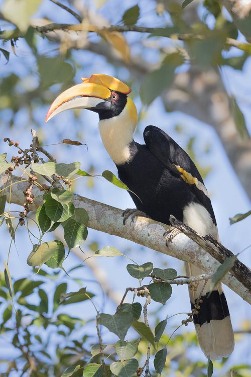 Great hornbill in early afternoon sunshine. Assam, India. These impressive size and bright colours of these stunning birds have made them important in many tribal cultures and rituals throughout Asia. The hornbill's diet consists mainly of fruit but they will also eat insects, crustaceans, small reptiles, mammals and small birds.