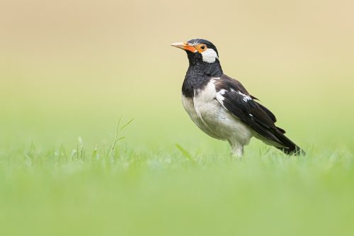 Pied Starling looking for grubs in short grass, New Delhi, India. Mynas are members of the starling family, Sturnidae. If you look closely their pupils are surrounded by small sparkling dots, reminiscent of the stars in the night sky.