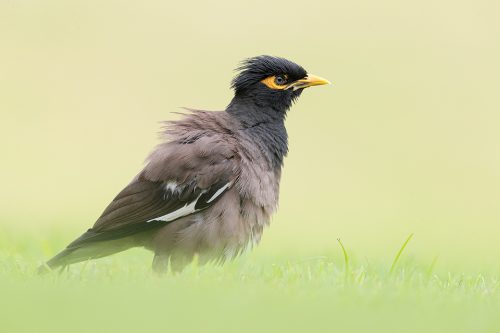 Common Myna fluffing up its feathers in short grass. Mynas are members of the starling family, Sturnidae. If you look closely their pupils are surrounded by small sparkling dots, reminiscent of the stars in the night sky.