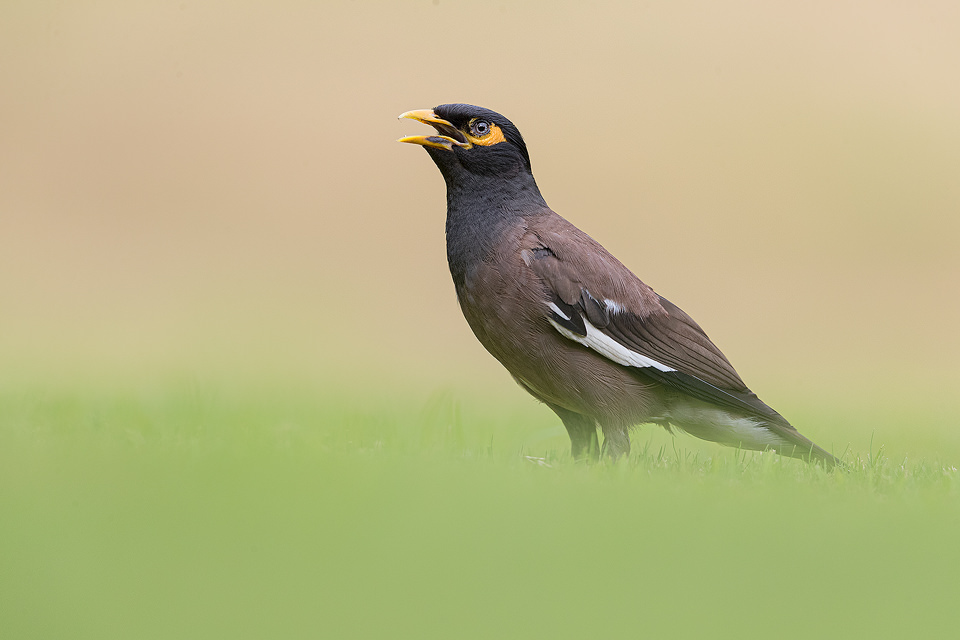 Calling Myna. Mynas are members of the starling family, Sturnidae. If you look closely their pupils are surrounded by small sparkling dots, reminiscent of the stars in the night sky.