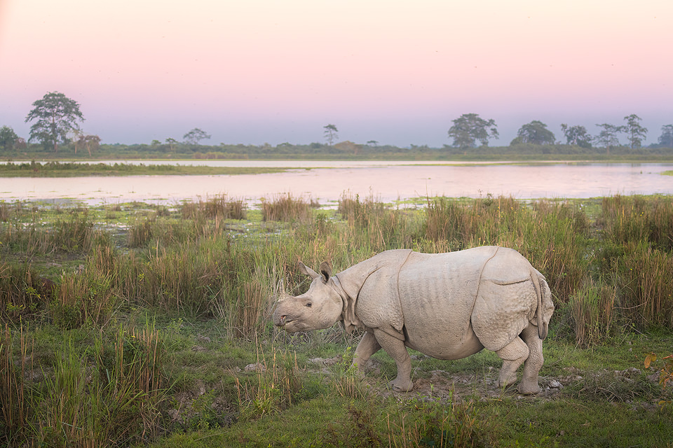 Indian rhino at sunset - Francis J Taylor Photography