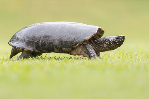 Adult Black pond turtle making its way across a grassy bank to the river, Northern India.