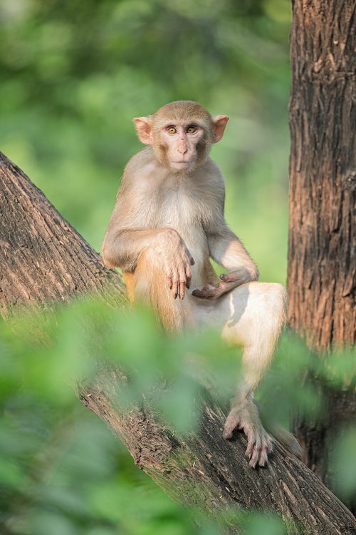 Cheeky Rhesus macaque, Aravalli Hills, New Delhi, India. Once the humidity levels finally dropped after the monsoon I decided to get out and explore one of the large chunks of jungle that runs through the city. Almost as soon as we stepped into the forest we were greeted by hundreds of mischievous rhesus macaques staring down at us from the trees. This teenager was sat enjoying the warm sunshine allowing me to try some different compositions. The surrounding vegetation allowed me to create a natural frame and also protect his modesty! Rhesus Macaques inhabit many of New Delhi's many green spaces and have adapted incredibly well to urban life.
