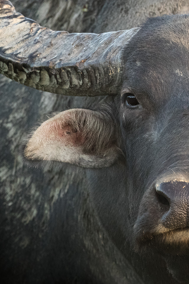 Wild Asiatic buffalo, Assam. This huge bull was standing just a few feet from the jeep so I took the opportunity to capture this close up portrait using my 500m lens. Assam is the best place in India to see these endangered beasts, having more than 90% of the total world population!