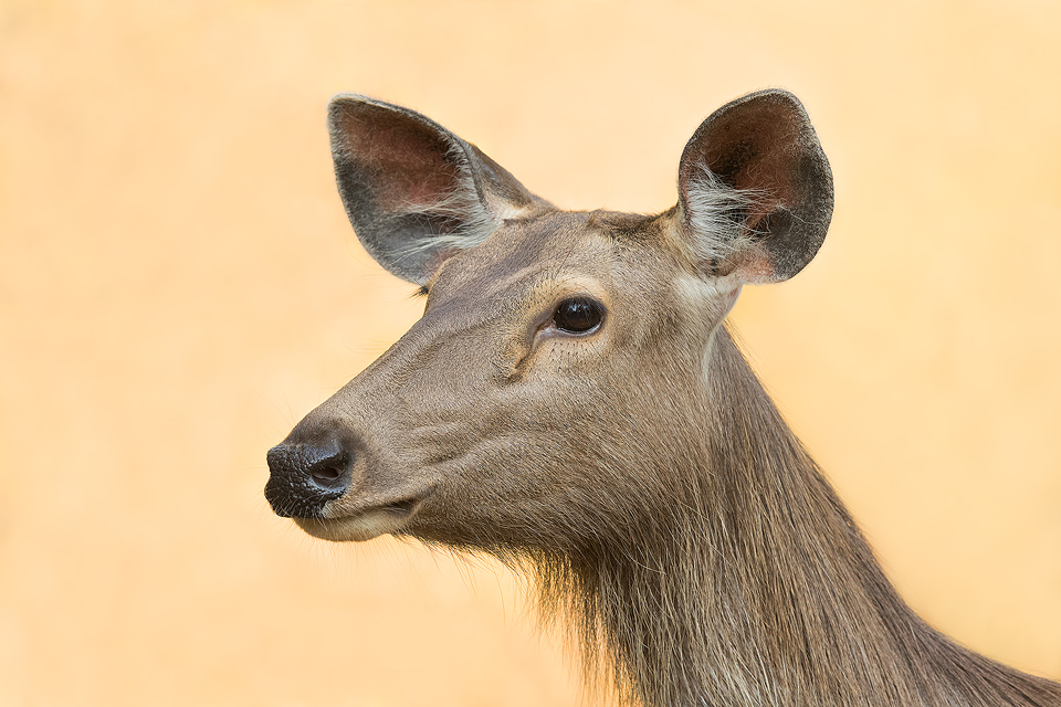 Sambar Deer - Francis J Taylor Photography