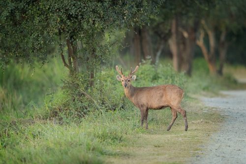 A Hog Deer Stag crosses the track at dusk, pausing to look towards our jeep. Kaziranga National Park, Assam, India.