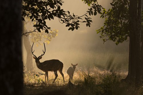 Chital deer stag and doe silhouette against shafts of light coming through the jungle at dawn. Bandhavgarh National Park, Madhya Pradesh, India.