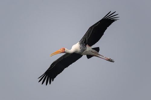 Painted Stork In Flight. Haryana, India. These tall wading birds are impressive in flight and can often be seen gliding high on the thermals.