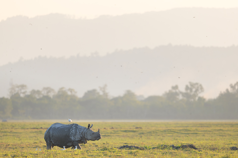 Indian rhinoceros, in the grasslands beneath the Himalayan foothills, Assam, India. Thanks to their enormous size and thick armour-like hide, rhinos have no natural predators. Despite this they are notoriously grumpy and easily spooked. When they feel threatened they tend to charge directly at whatever has scared them, including our jeep!