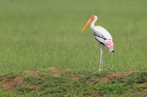 Painted Stork standing next to some bright green crop fields during the monsoon. Haryana, India. These tall wading birds are impressive in flight and can often be seen gliding high on the thermals.