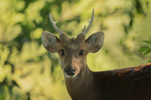 Portrait of a young male Hog Deer, Assam, India.