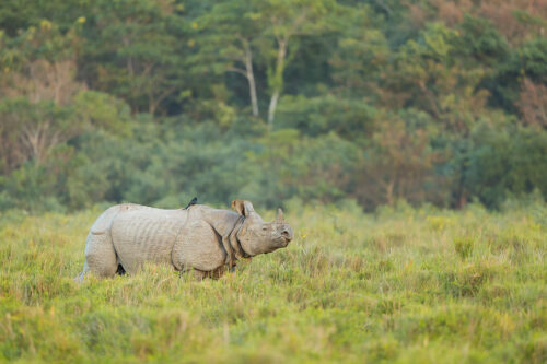 Great Indian Rhino grazing at the edge of the jungle with a Drongo on its back, Assam, India. Thanks to their enormous size and thick armour-like hide, rhinos have no natural predators. Despite this they are notoriously grumpy and easily spooked. When they feel threatened they tend to charge directly at whatever has scared them!